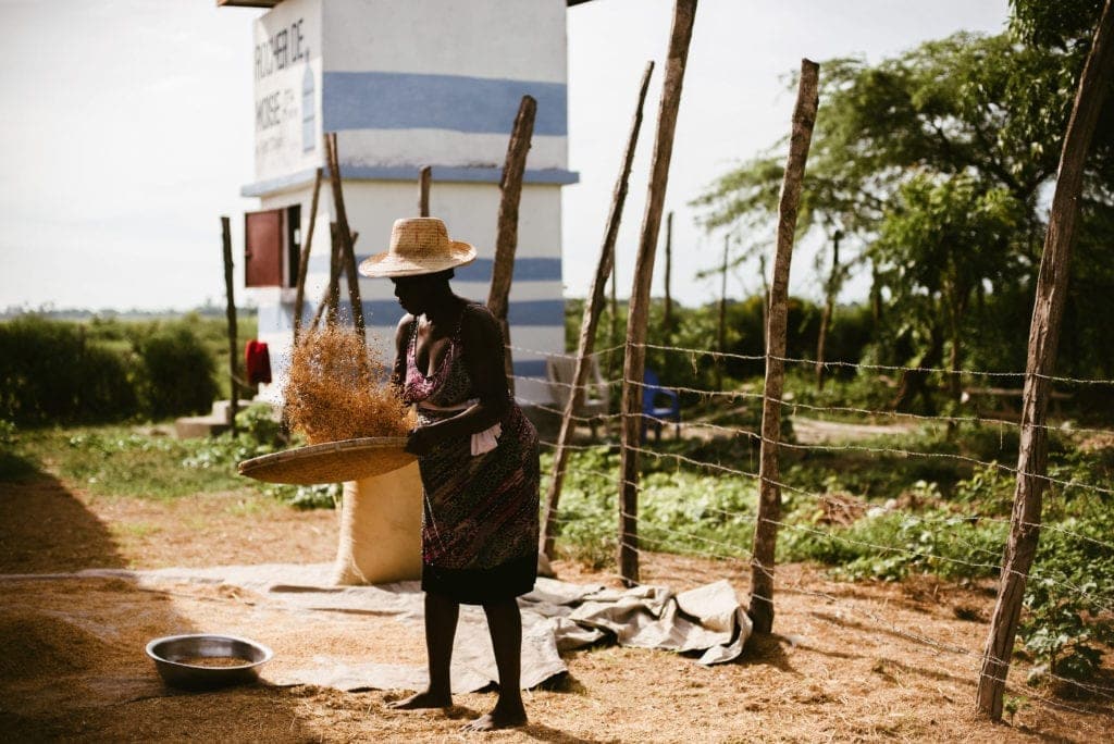 Tikaden Haiti | Rice Farming 